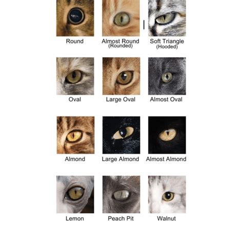 types of cat eye|cat eye shape meaning.